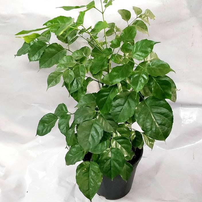 Radermachera or China Doll - plant store® 