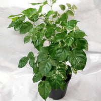Radermachera or China Doll - plant store® 