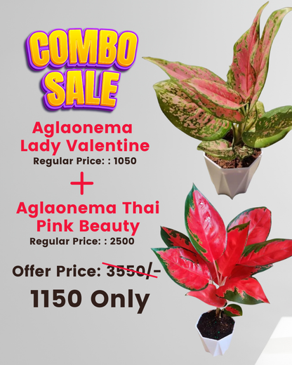 Pink Elegance Plant Duo - Aglaonema Lady Valentine (Small) & Aglaonema Thai Pink Beauty