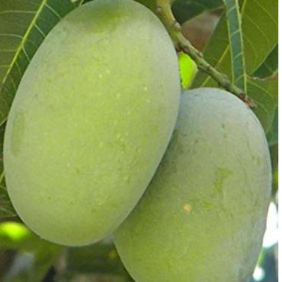 Langra Mango Grafted Tree