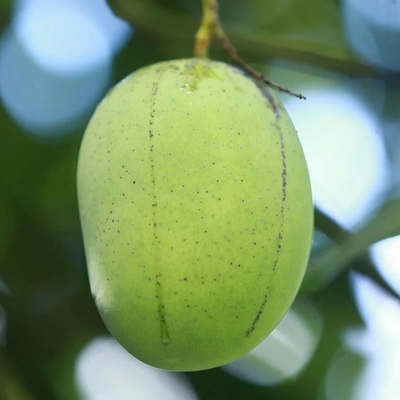 Langra Mango Grafted Tree