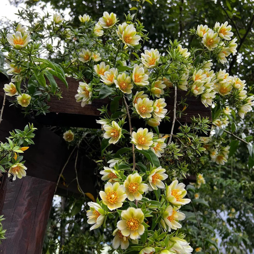 Lemon Vine Plant | Plant Store