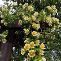 Lemon Vine Plant | Plant Store