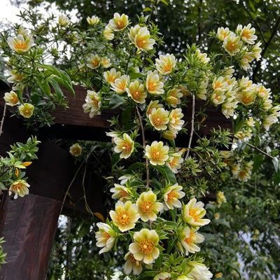 Lemon Vine Plant