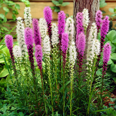 Liatris Spicata Flowering Bulbs (White and Purple)