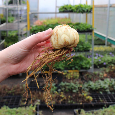 Oriental Lily - Pink Colour