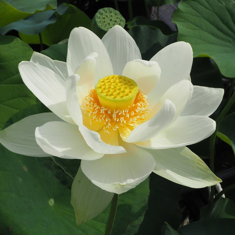 Bong Tuyet Mini Bowl Lotus Tuber