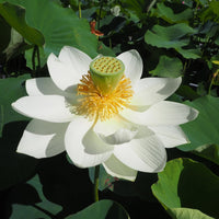 Bong Tuyet Mini Bowl Lotus Tuber