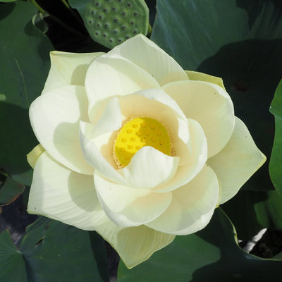 BongTuyet Lotus Tuber