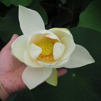 Bong Tuyet Mini Bowl Lotus Tuber