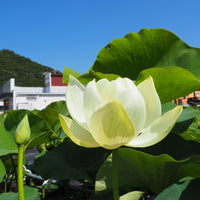Bong Tuyet Mini Bowl Lotus Tuber