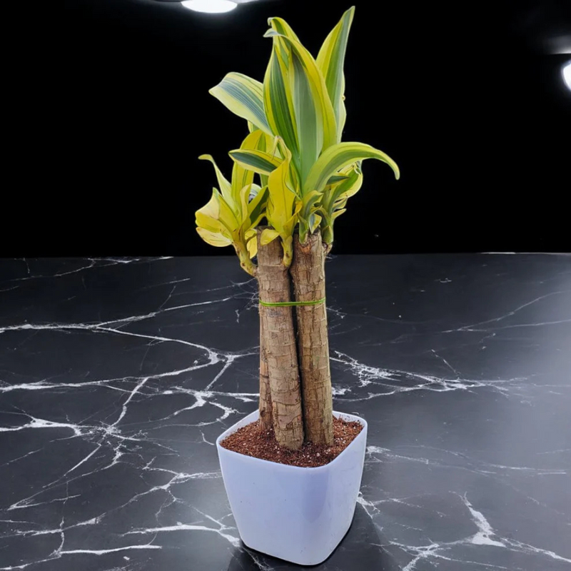 Brazilian Wood Plant – Lucky 4 (Potted)