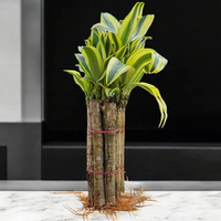 Brazilian Wood Plant – Lucky 7(Potted with roots)