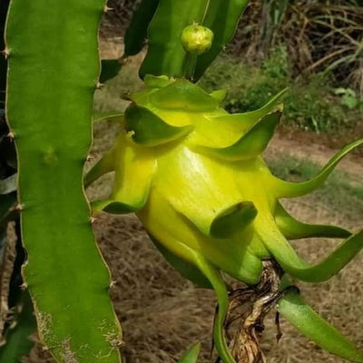 Yellow Dragon-fruit Plant