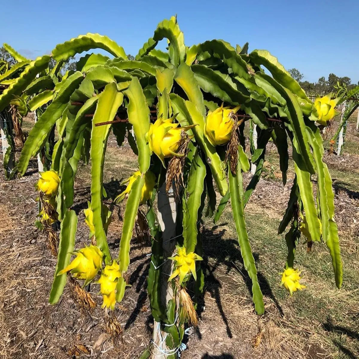 Yellow Dragon-fruit Plant