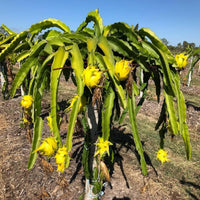 Yellow Dragon-fruit Plant