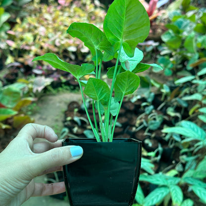 Syngonium Milk Confetti