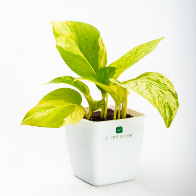Money Plant - Marble Queen