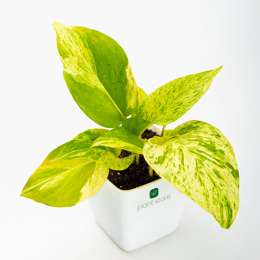 Money Plant - Marble Queen - plant store® 