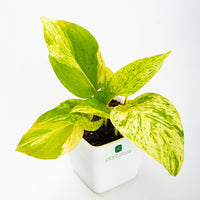Money Plant - Marble Queen - plant store® 