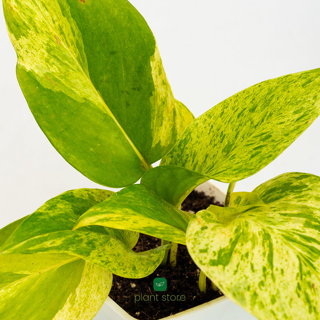 Money Plant - Marble Queen - plant store® 