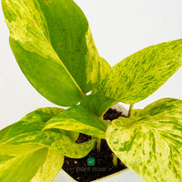 Money Plant - Marble Queen - plant store® 