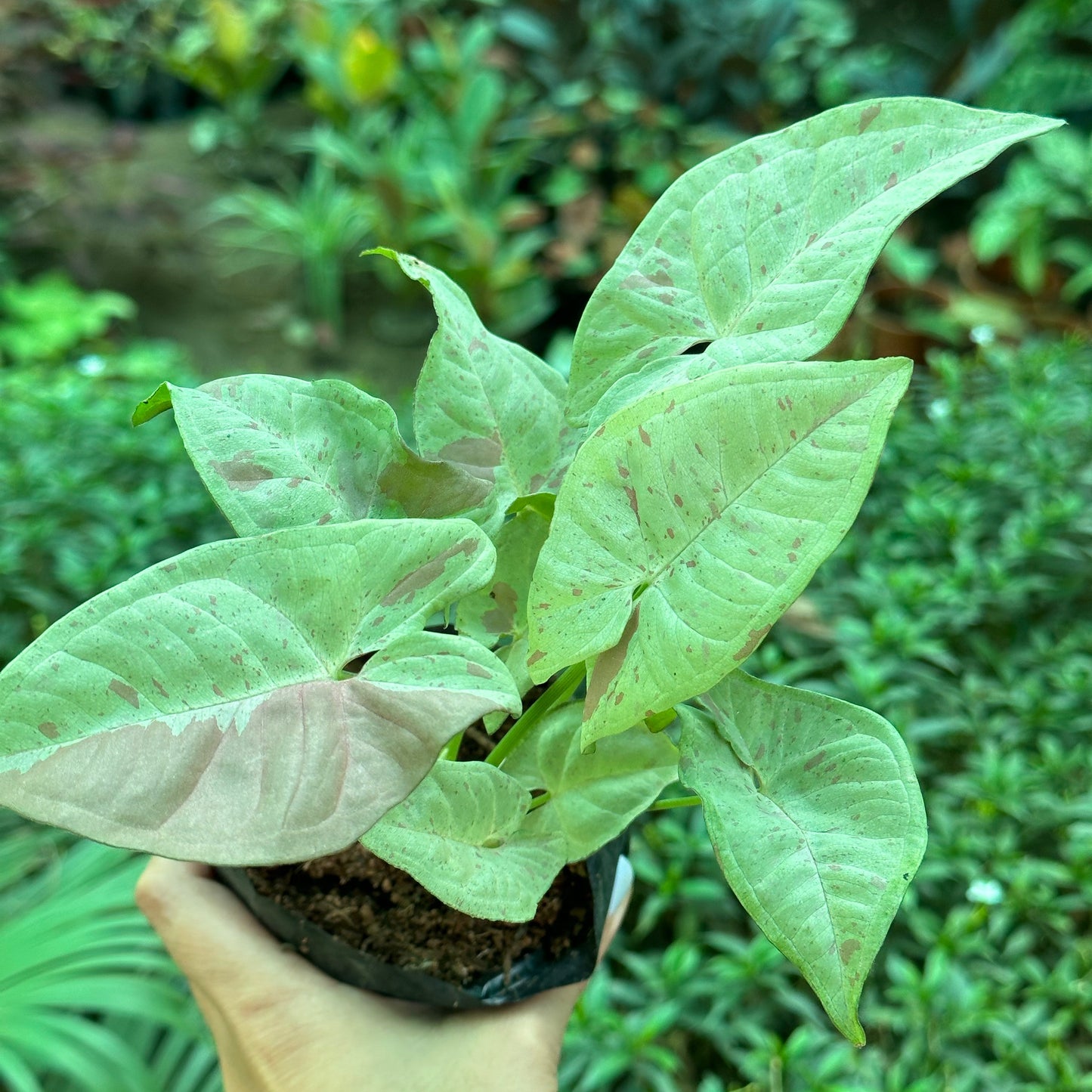 Syngonium Milk Confetti