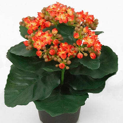 Kalanchoe Flowering Plant