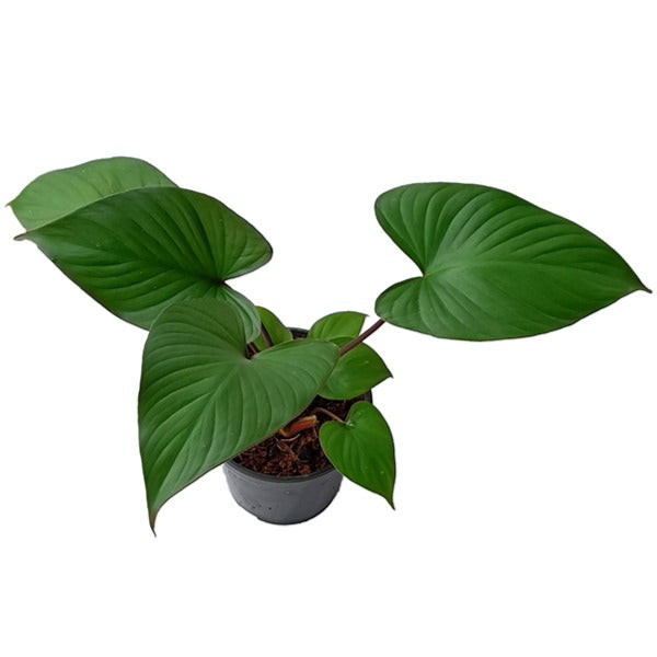 Homalomena "Maggy" Plant