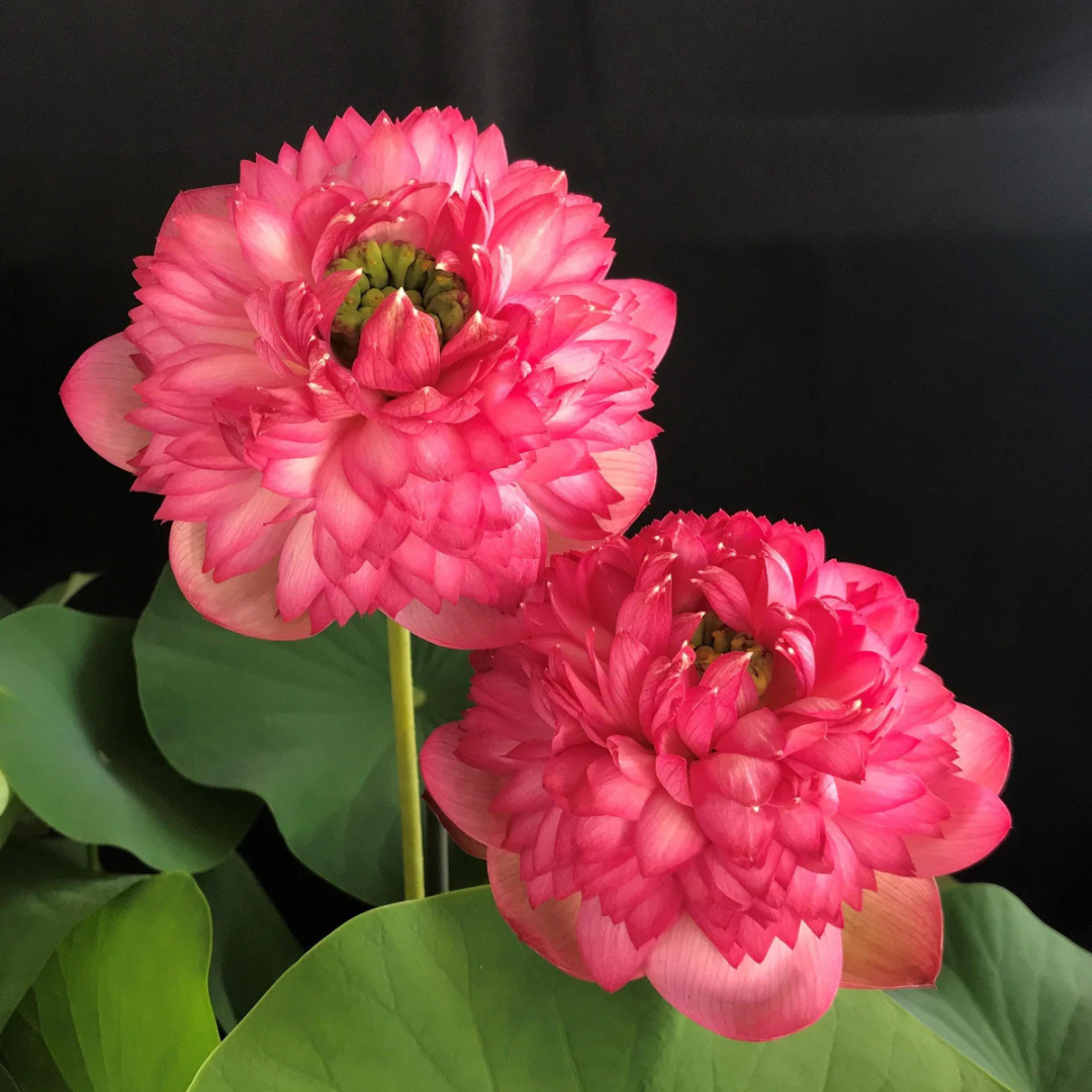 Mythri Lotus Tuber