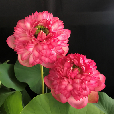 Mythri Lotus Tuber