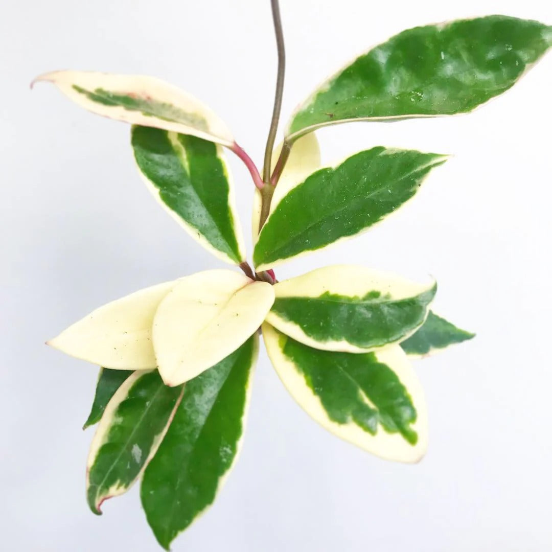 Hoya Carnosa Tricolor 'Krimson Queen' - Variegated Wax Plant - plant store® 