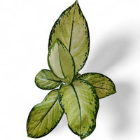 Aglaonema Thai Snowwhite - plant store® 