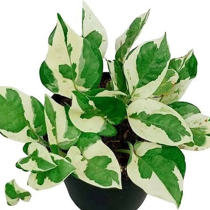 Money Plant N'Joy - Epipremnum Aureum Marble Prince