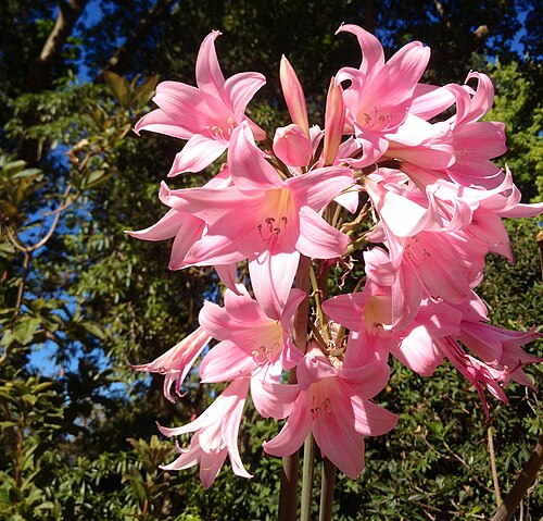 Amaryllis Belladonna (Rare) Flower Bulbs (Mix Colour)