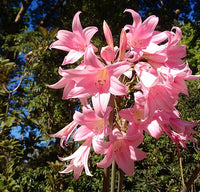 Amaryllis Belladonna (Rare) Flower Bulbs (Mix Colour)