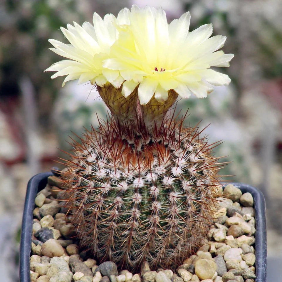Noto Elegance Cactus Bare Rooted - plant store® 