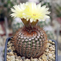 Noto Elegance Cactus Bare Rooted - plant store® 
