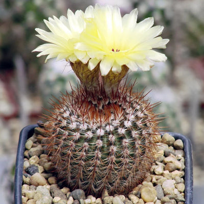 Noto Elegance Cactus Bare Rooted