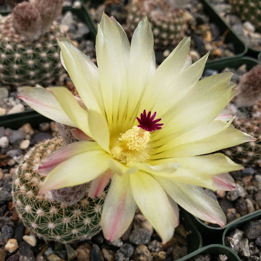 Noto Elegance Cactus Bare Rooted