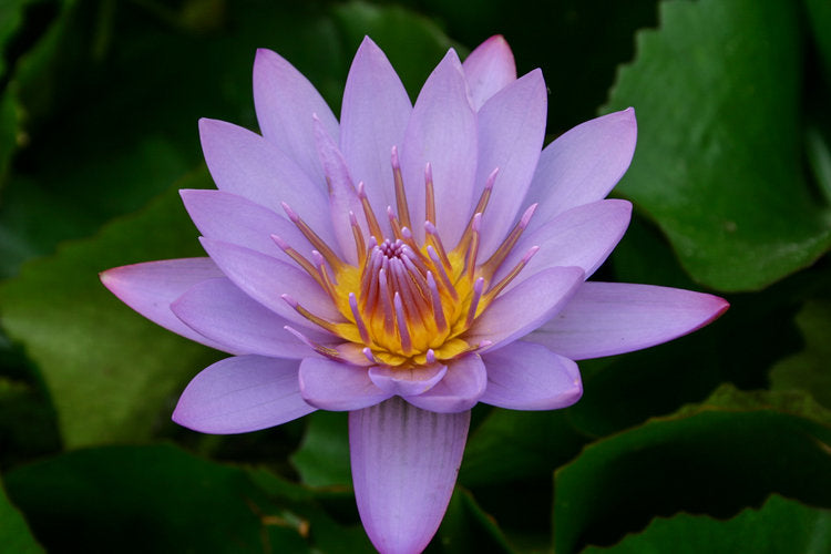 Waterlily 'Key Largo'