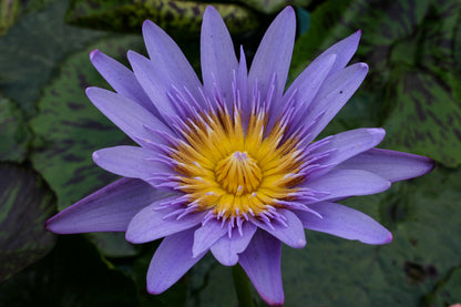 Waterlily 'Key Largo'