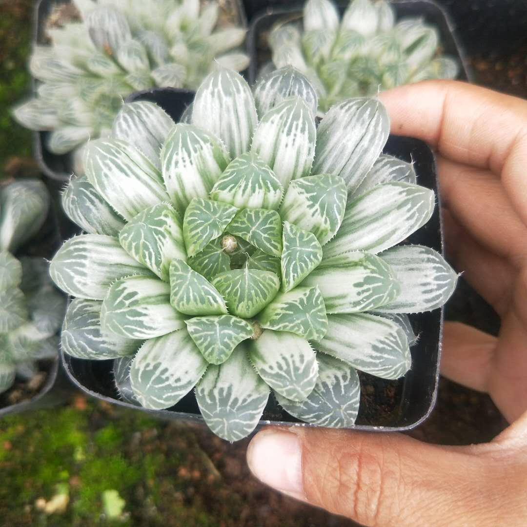 Haworthia Cooperi Variegated  Pilifera (Bare Rooted)