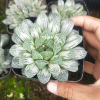 Haworthia Cooperi Variegated Pilifera (Bare Rooted) - plant store® 