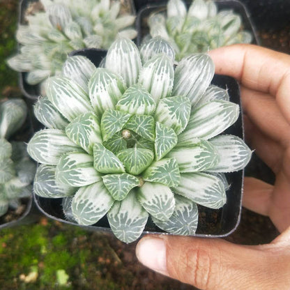 Haworthia Cooperi Variegated  Pilifera (Bare Rooted)