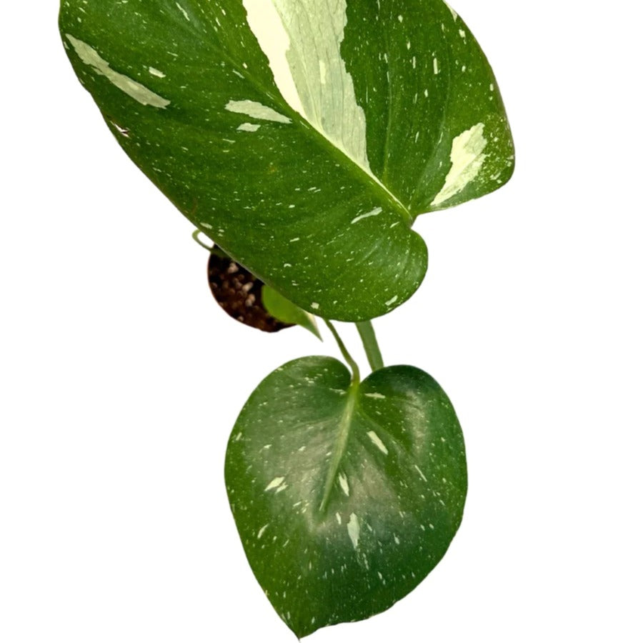 Monstera 'Thai Constellation' - plant store® 