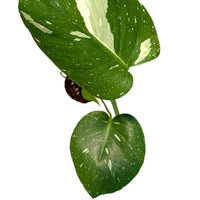 Monstera 'Thai Constellation' - plant store® 