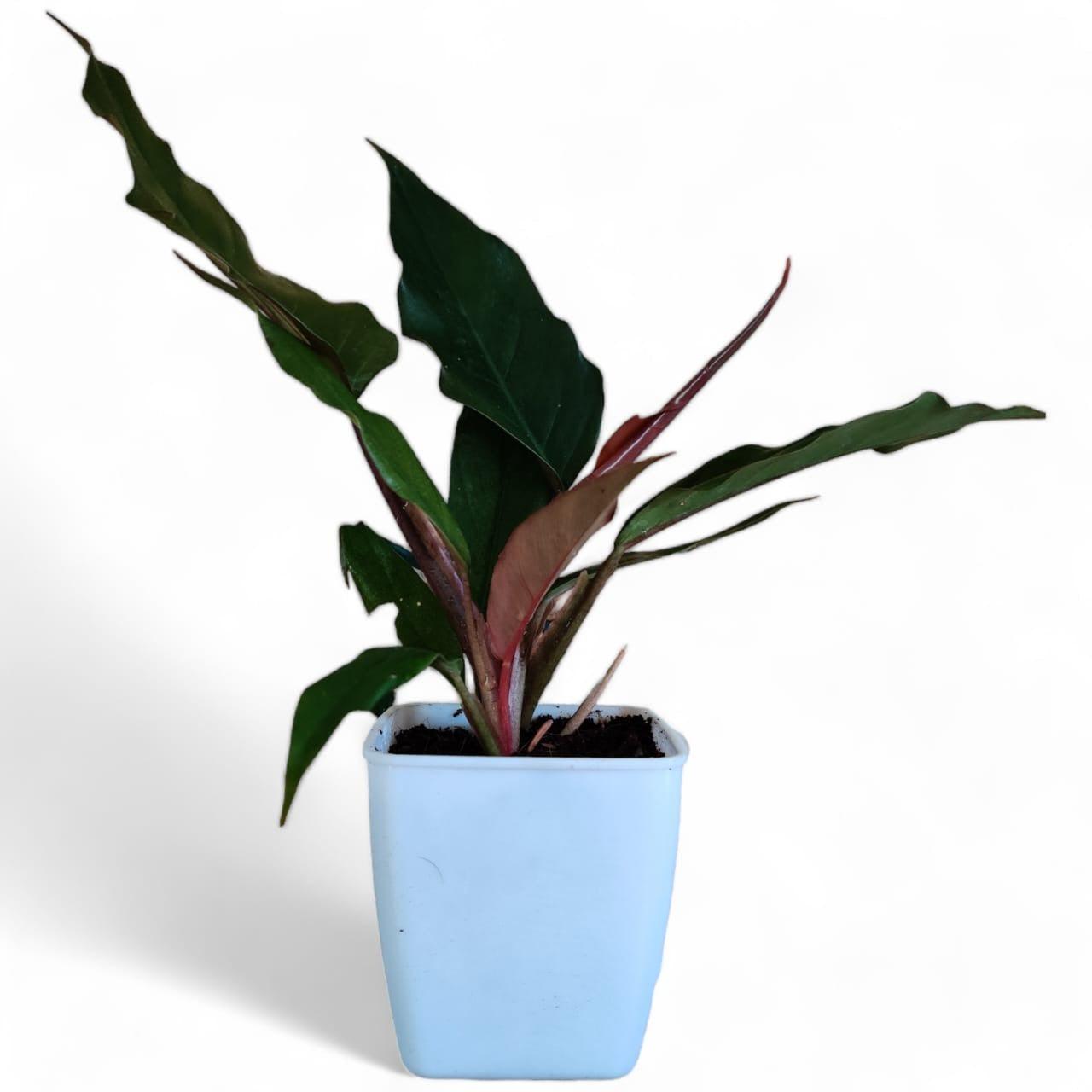 Philodendron Choco Empress - plant store® 