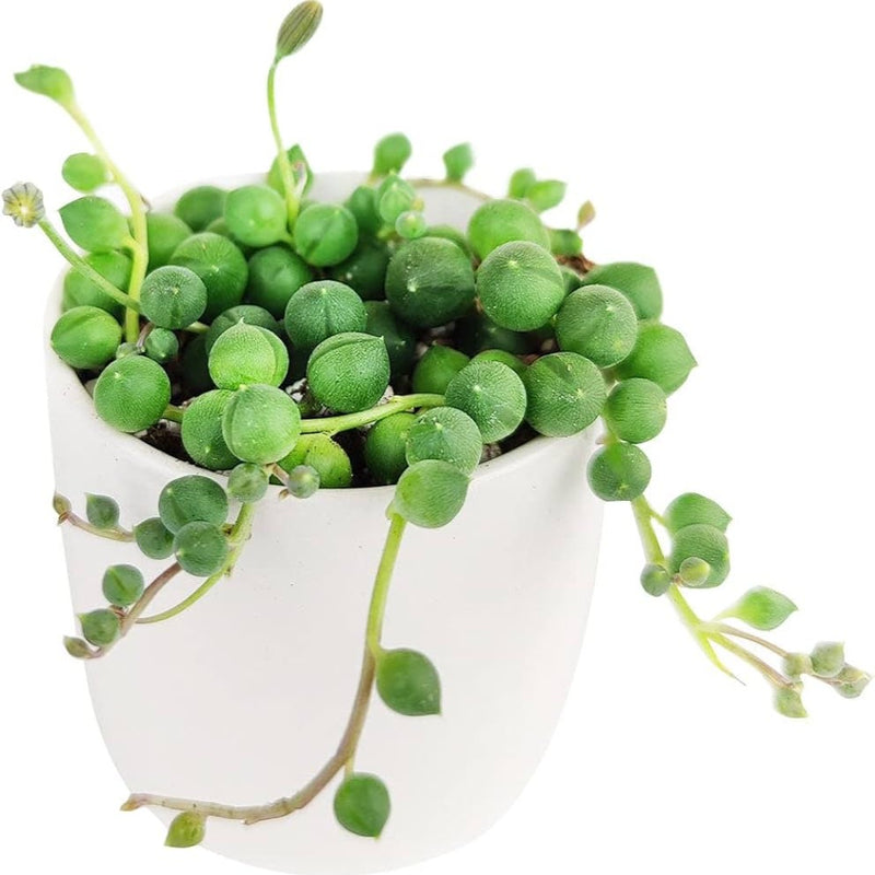 String of Pearls