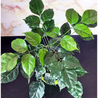 Radermachera or China Doll - plant store® 